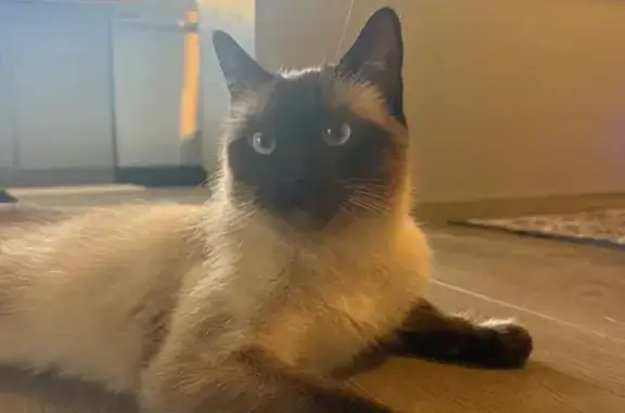 Lost pets San Diego, photo: Lost Siamese Cat: Obi, Black Paws & Face