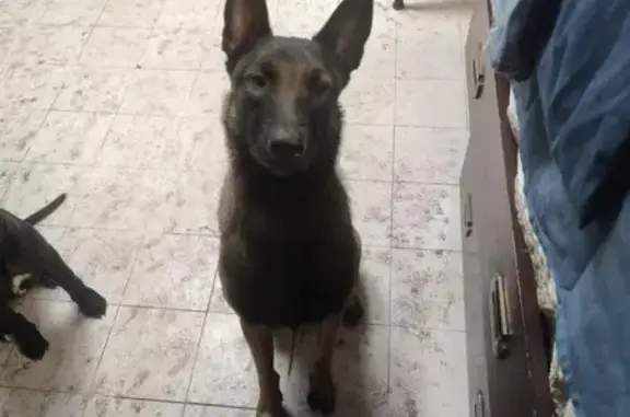 Missing dog Malvern, photo: Lost Belgian Malinois: Clyde Needs Help!