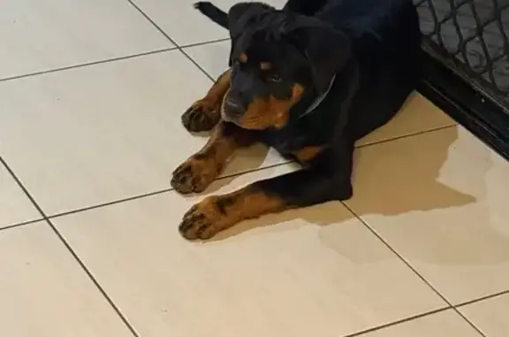 Lost Rottweiler Pup Bronx in L...