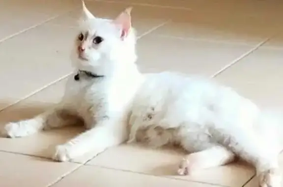 Lost and found pets Singapore, photo: Lost Ragdoll-Maine Coon Near Boon Lay