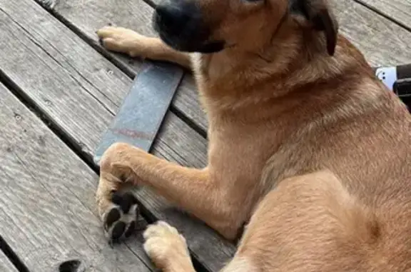 Chienne fauve trouvée à Lurais - photo