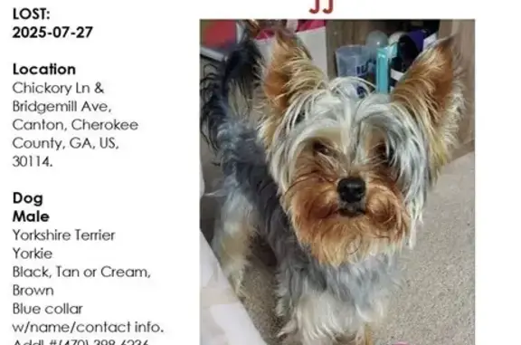 Lost Yorkie: Blue Collar, Chickory Lane