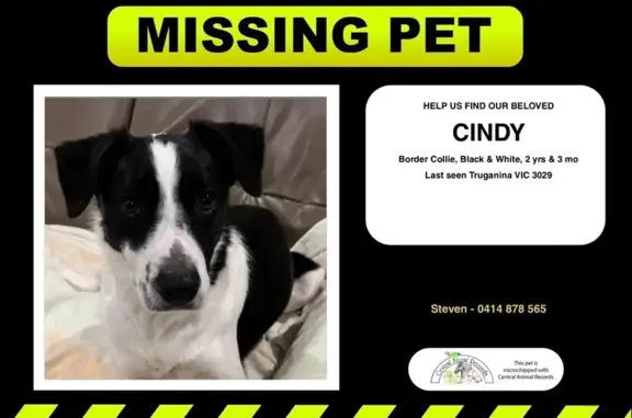 Lost Black & White Border Collie - Melbourne
