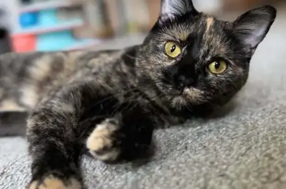 Lost Calico Cat: Limp & Unique Meow