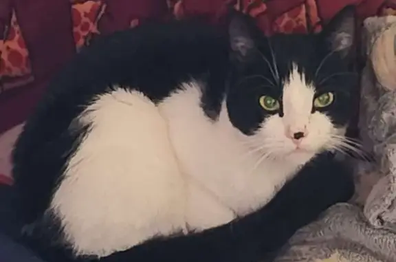 Lost Cat Giblet: Black Nose, Yellow Eyes