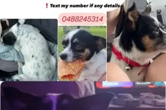 Missing dog , photo: Lost Dog: Black & White, Red Collar