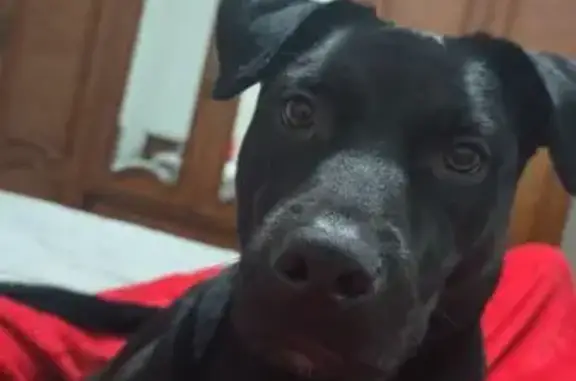 Perro Negro Perdido en València: Cachorro Cariñoso
