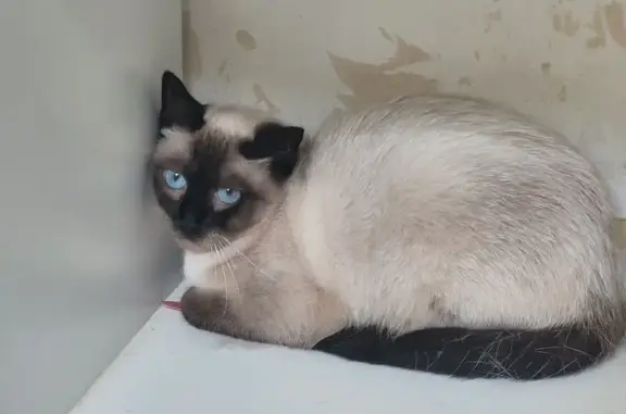Chat siamois perdu, yeux bleus, peureux - photo