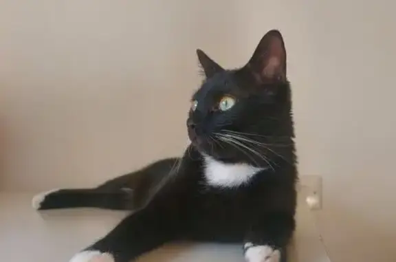 Animaux perdus La Séguinière, photo: Chat perdu : Zazou noir et blanc à La Séguinière