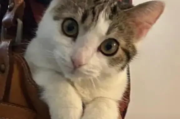 Chatte perdue : Vénus, blanche et tigrée - photo