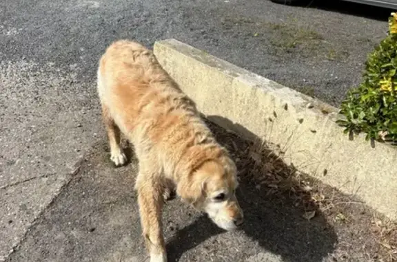 Animaux trouvés Saint-Jean-de-Monts, photo: Chien fauve trouvé, poils longs, St-Jean-de-Monts