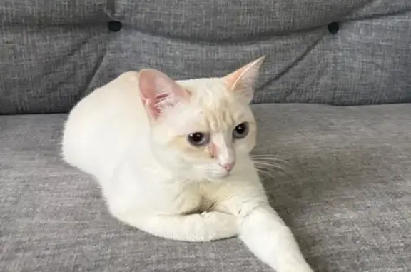 Chat perdu, Poitiers, photo: Chatte perdue Casca, blanche/beige, Poitiers