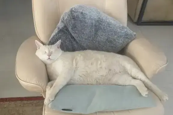 Gato Perdido en Torremolinos: Blanco/Beige, 12kg