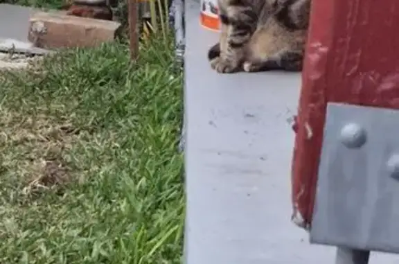 Distinctive Lost Cat: Tortie with Unique Markings