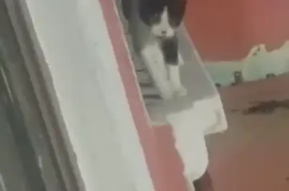¡Ayuda! Gata Negra y Blanca Perdida
