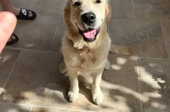Chien trouvé , photo: Jeune golden crème trouvé à Gattières