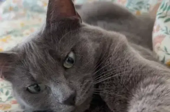 Chat perdu, Valenciennes, photo: Chatte perdue grise, type chartreux, Valenciennes