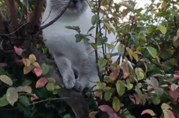 Chat siamois perdu, collier rouge, Toulouse - photo