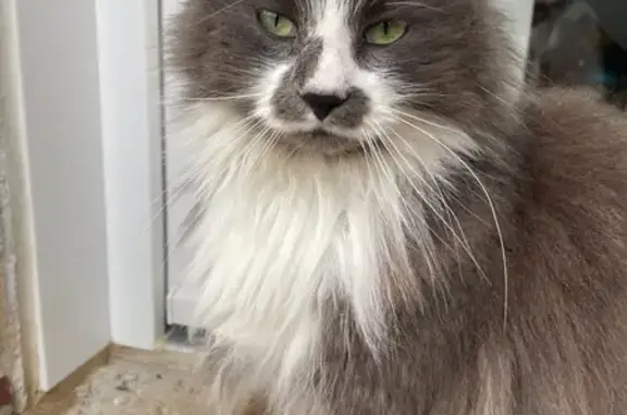 Chat perdu, gris tacheté, Rue Cavelier - photo