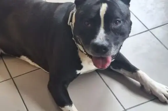 Chien AmStaff mâle trouvé à Bonsecours - photo