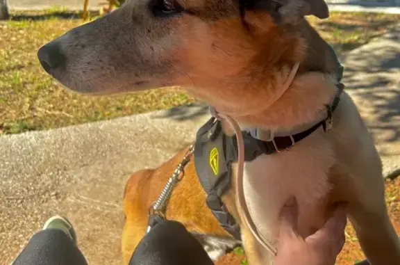 cachorro encontrada