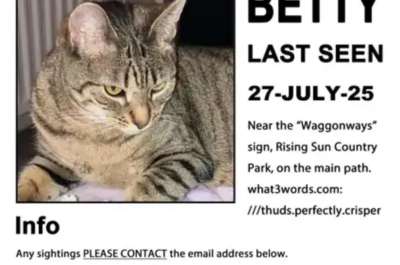 Lost pets , photo: Lost Cat: Black Stripes, Wonky Tail - Wallsend