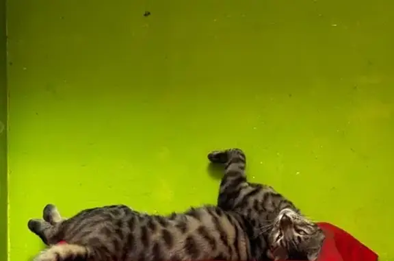 Animaux perdus Paris, photo: Chat Bengal perdu, Rue du Ruisseau, Paris