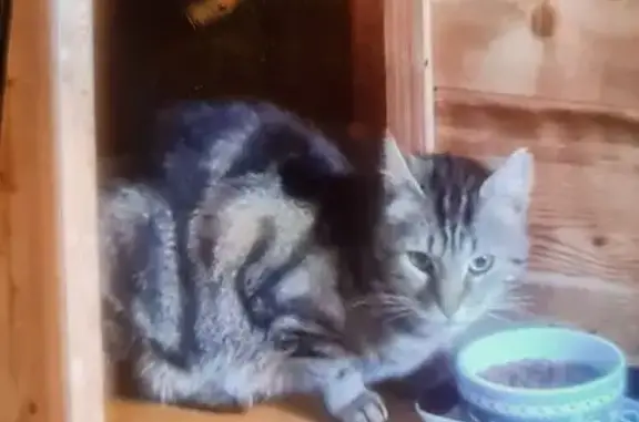 Chat trouvé , photo: Chat tigré trouvé, Impasse des Nids