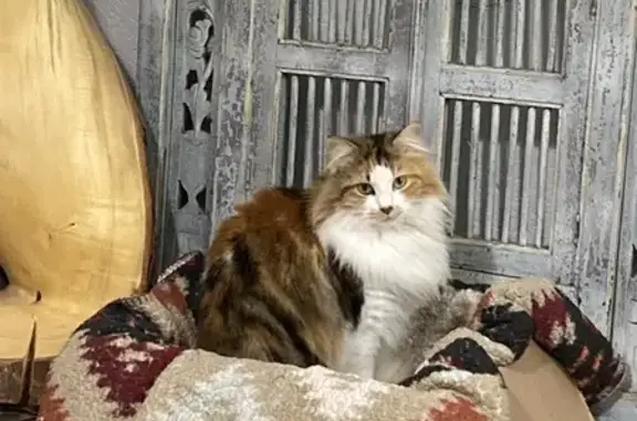 Chat perdue, pucée, stérilisée à Tarbes - photo