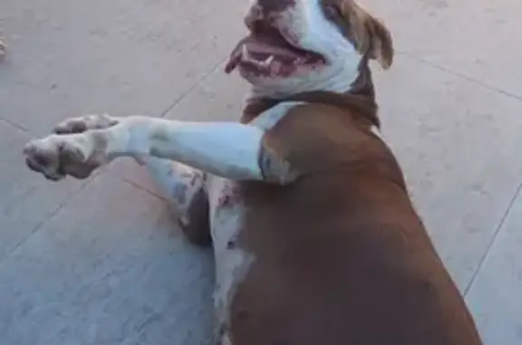 cachorro encontrada