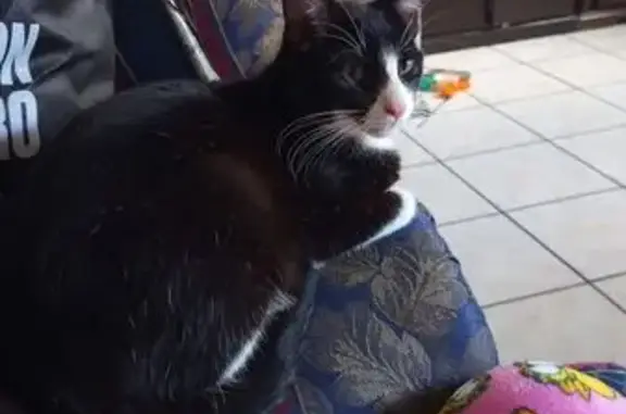 Gatos perdidos, Hermosillo, foto: Se busca: Gato blanco y negro perdido