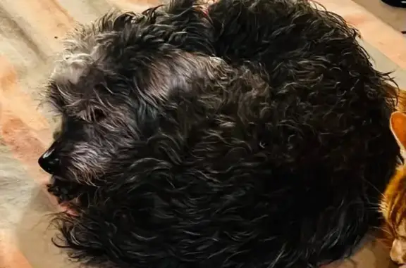 Chienne âgée noire perdue à Roques - photo