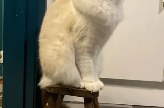 Lost pets , photo: Lost Cat: Blue-Eyed Beauty Missing!