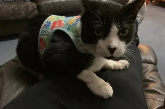 Missing cat , photo: Lost Cat: Red Collar, Joondalup Area