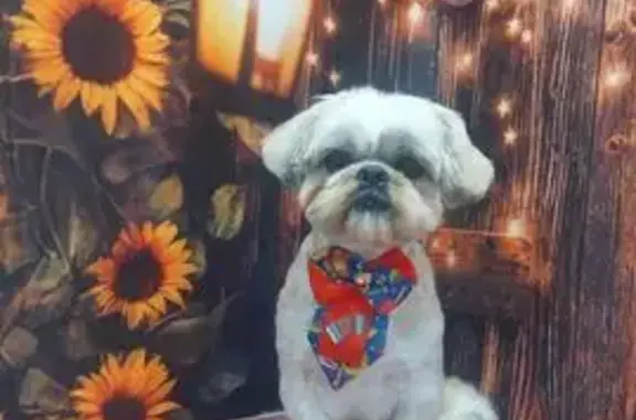 cachorro desaparecida