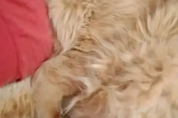 gato desaparecida