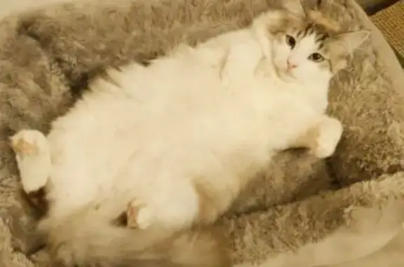 Chat blanc perdu, craintif à Plassay - photo