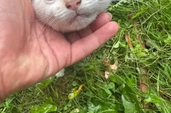 Animaux trouvés Parthenay, photo: Chaton trouvé, yeux bleus, câlin, Parthenay
