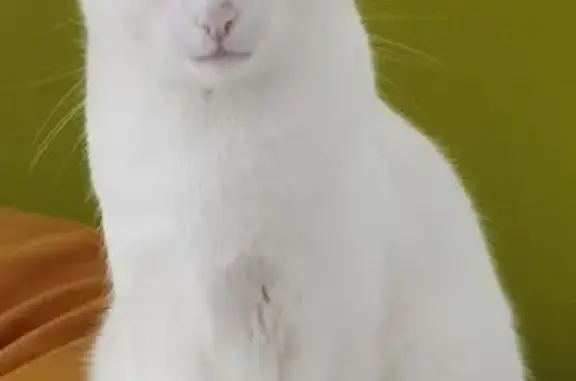 Animaux perdus Coëtmieux, photo: Chat blanc aux yeux verts perdu à Coëtmieux