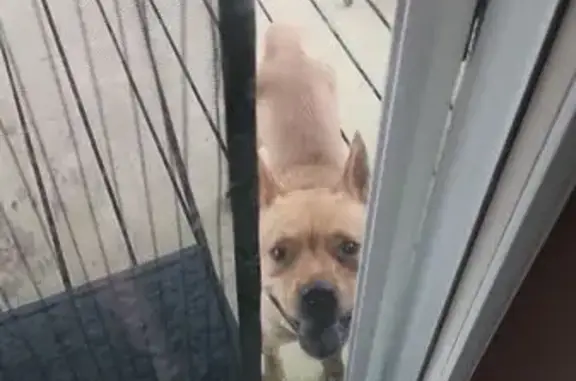 Found dog Columbus, photo: Friendly Dog Found: Clime Demorest Area
