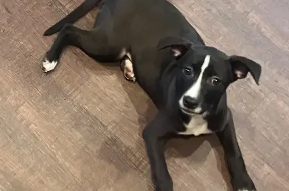 Missing dog Woodstock, photo: Lost Dog: Black & White, Woodstock Area