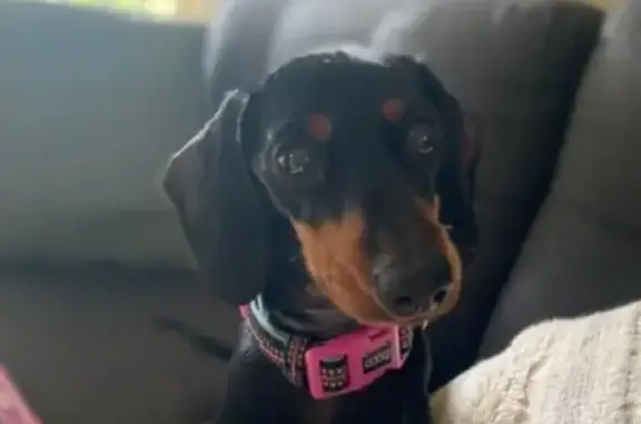 Missing dog Coffs Harbour, photo: Lost Dog: Friendly Willow in Coffs Harbour