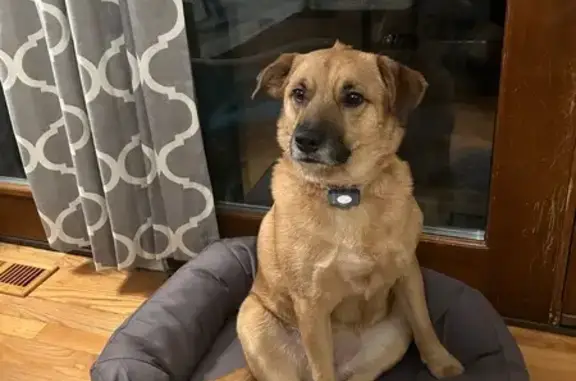 Missing dog Westerville, photo: Lost Dog: Brown, Green Collar, Polaris Area