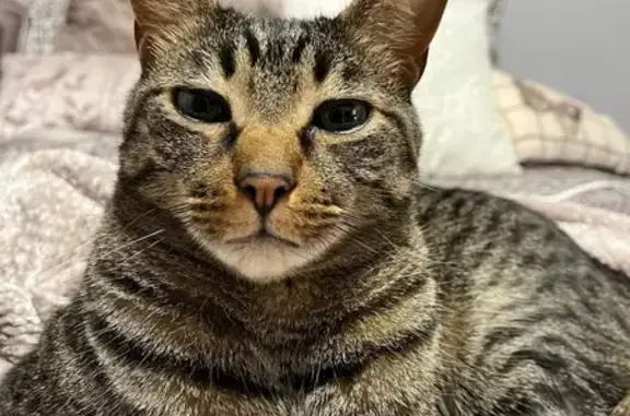 Lost Indoor Cat: Gray & Black in Jax