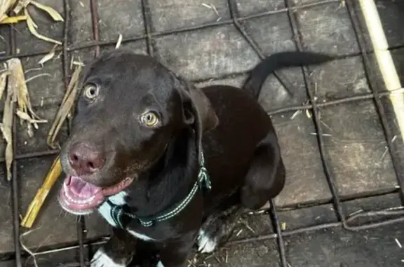 Found dog Advance, photo: Found: Adorable Puppies on Hwy 25, MO