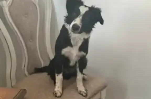 Missing dog Sparks, photo: Lost Border Collie: Probasco Way, Sparks