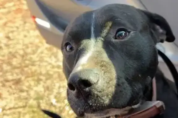 Help Find Lost Dogs Dixie & Country!