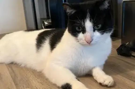 Animaux perdus Vannes, photo: Chat tombé du 3e étage, rue Victor, Vannes