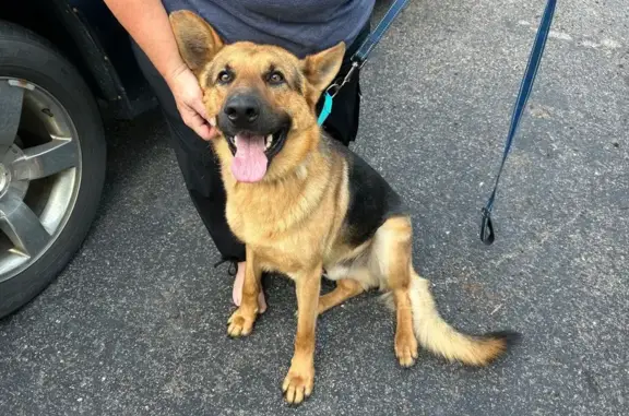 Found dog Green Isle, photo: Found: Male Black & Tan Dog, Green Isle