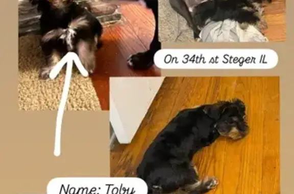Lost Yorkie Toby on West 34th Street